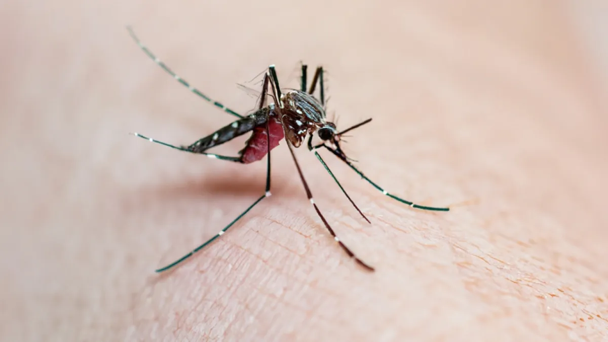 Dengue: desafios e estratégias no combate a essa doença viral